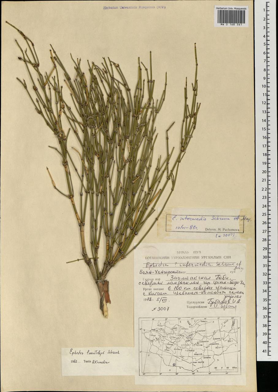 Ephedra lomatolepis Schrenk, Mongolia (MONG) (Mongolia)
