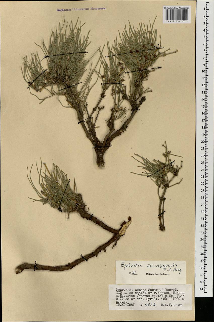 Ephedra monosperma J.G.Gmel. ex C.A.Mey., Mongolia (MONG) (Mongolia)