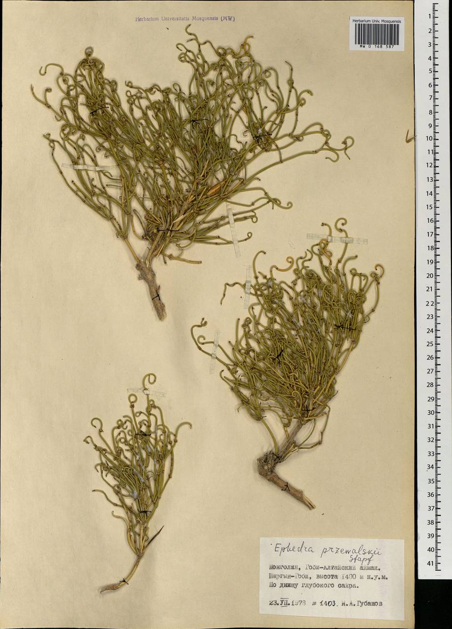 Ephedra przewalskii Stapf, Mongolia (MONG) (Mongolia)