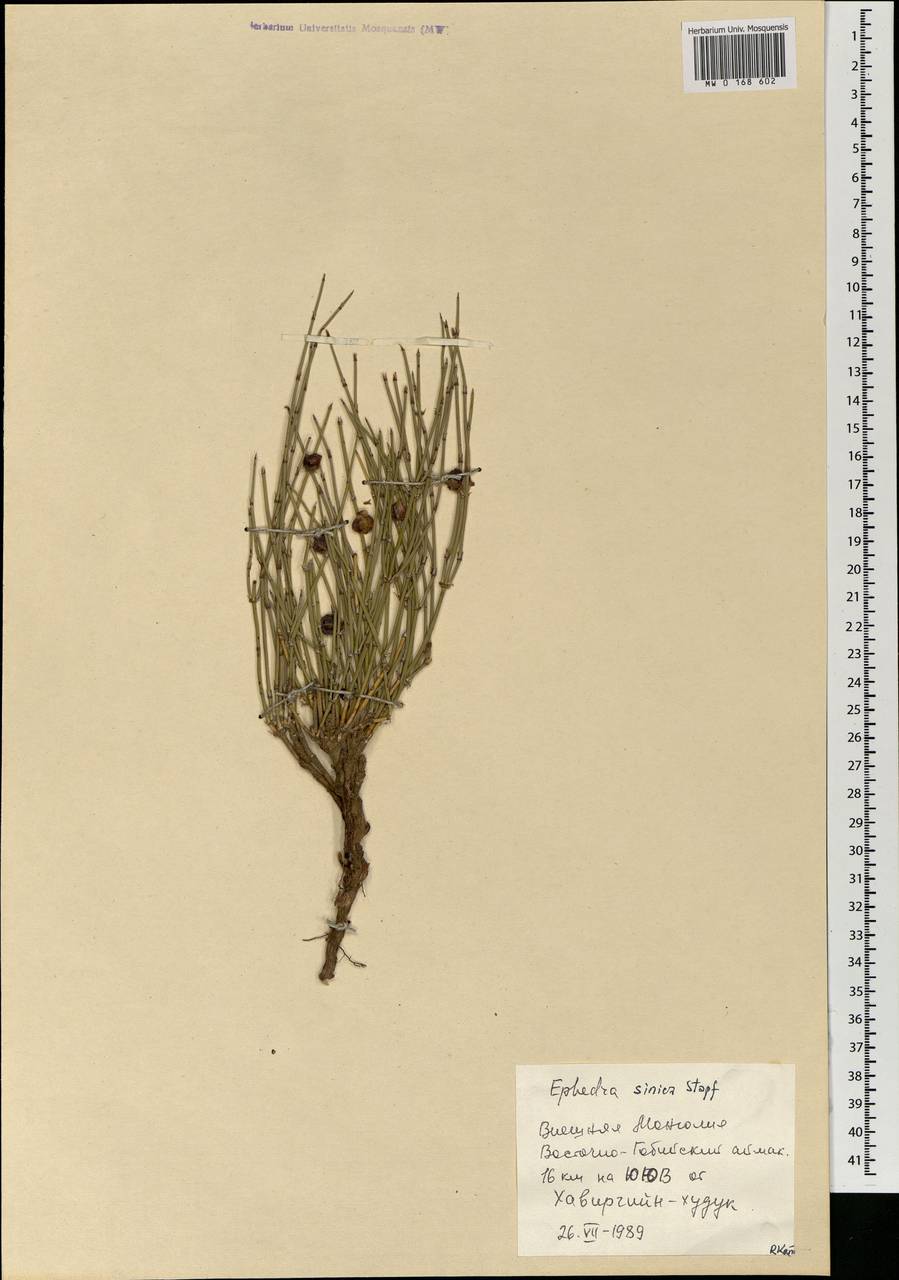 Ephedra sinica Stapf, Mongolia (MONG) (Mongolia)