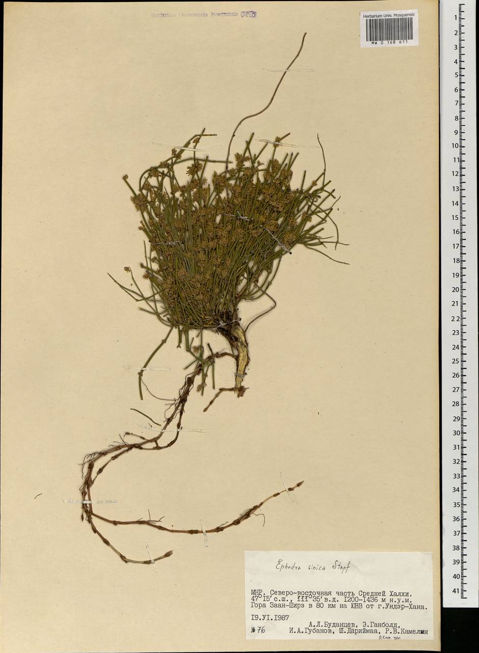 Ephedra sinica Stapf, Mongolia (MONG) (Mongolia)