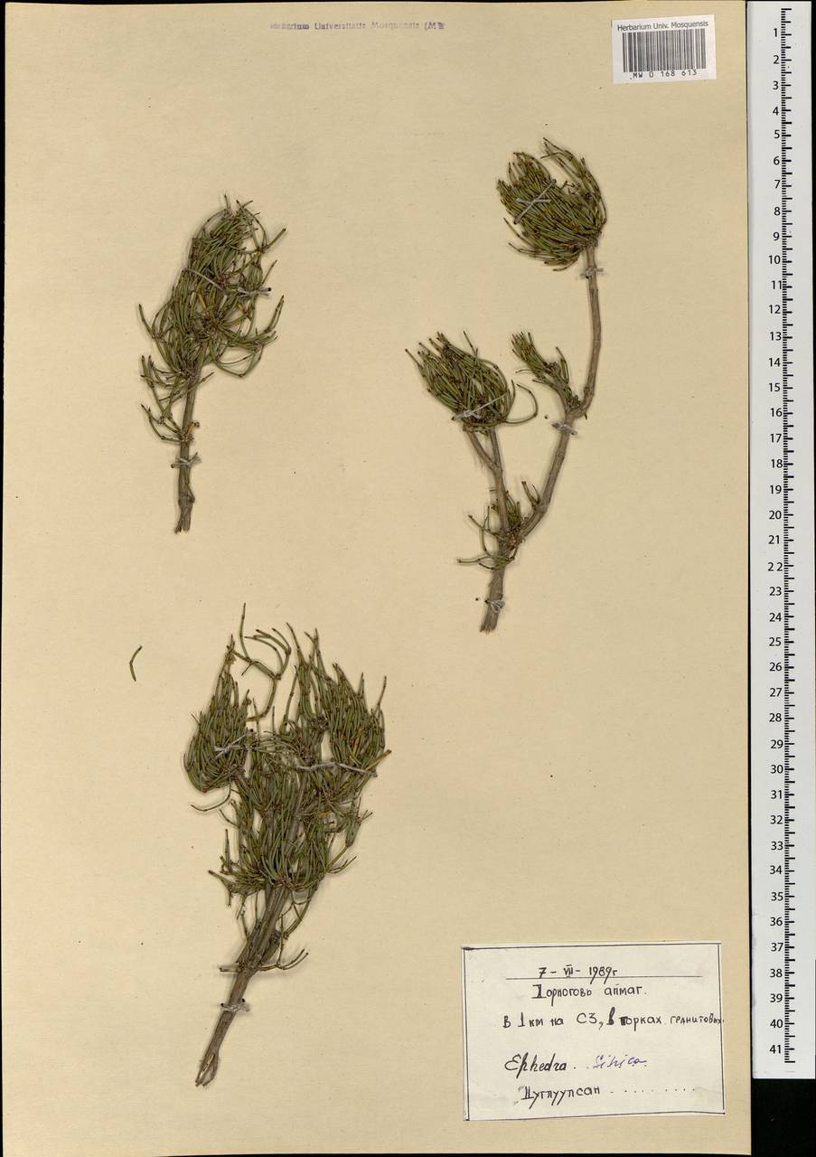 Ephedra sinica Stapf, Mongolia (MONG) (Mongolia)