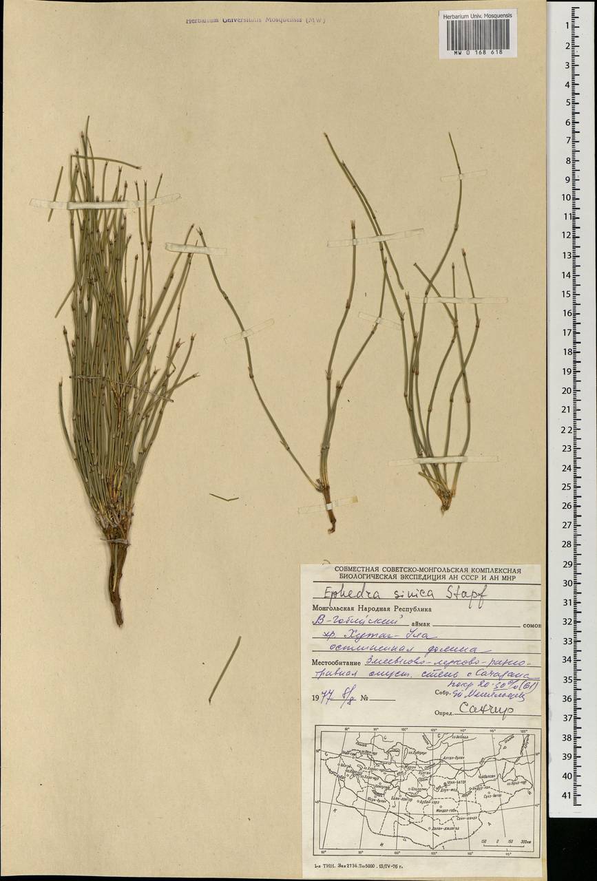 Ephedra sinica Stapf, Mongolia (MONG) (Mongolia)