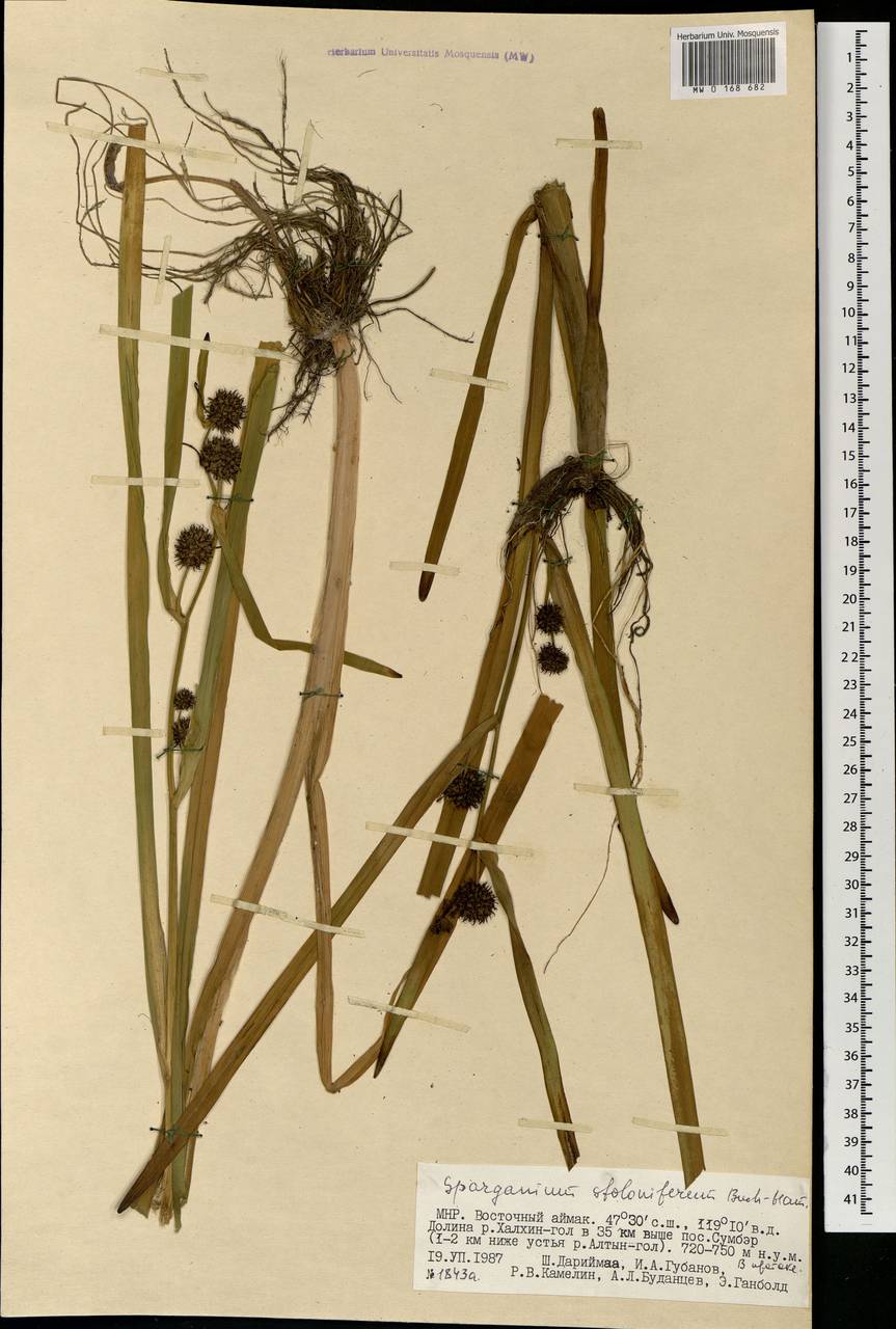 Sparganium stoloniferum (Buch.-Ham. ex Graebn.) Buch.-Ham. ex Juz., Mongolia (MONG) (Mongolia)