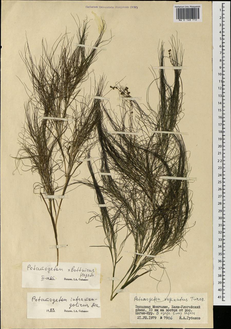 Stuckenia pectinata (L.) Börner, Mongolia (MONG) (Mongolia)