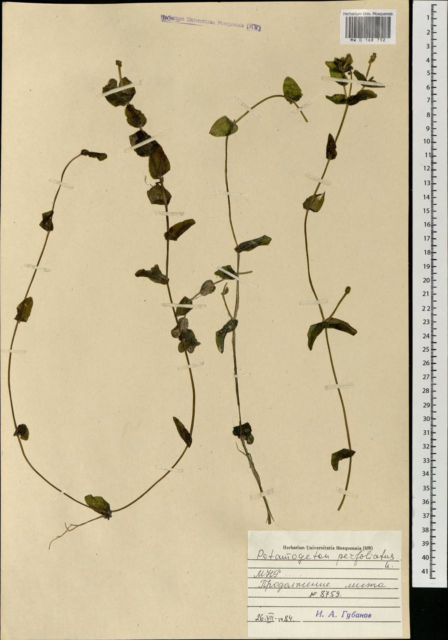 Potamogeton perfoliatus L., Mongolia (MONG) (Mongolia)
