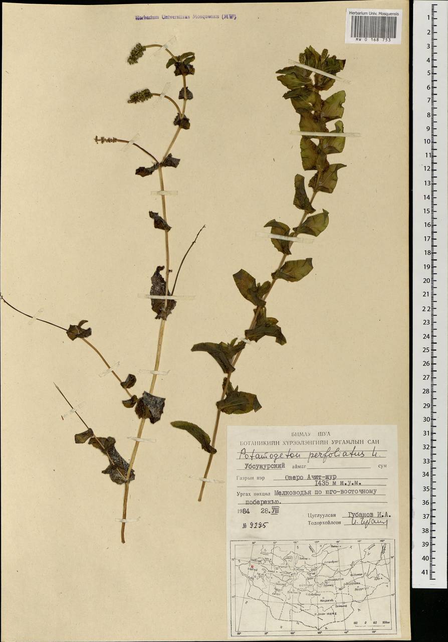 Potamogeton perfoliatus L., Mongolia (MONG) (Mongolia)
