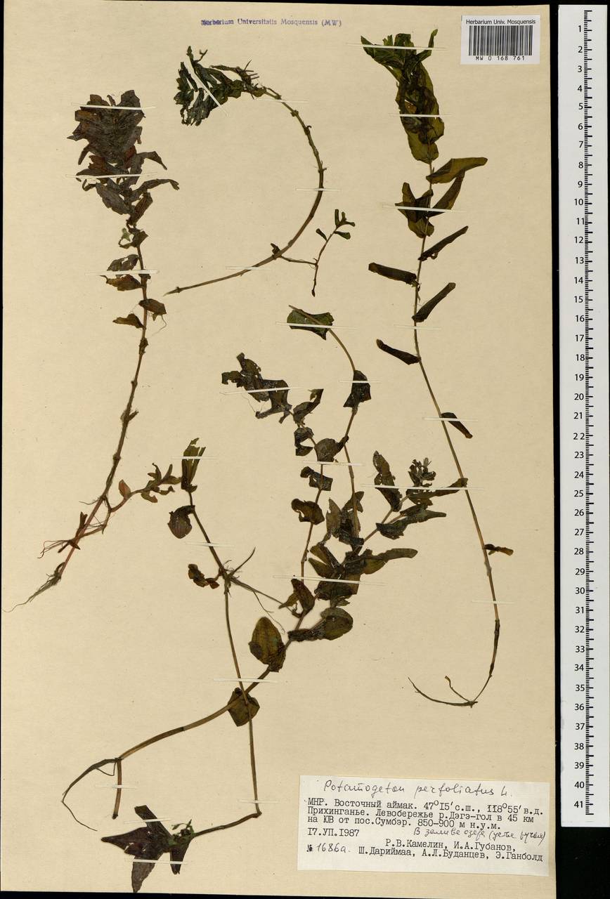 Potamogeton perfoliatus L., Mongolia (MONG) (Mongolia)
