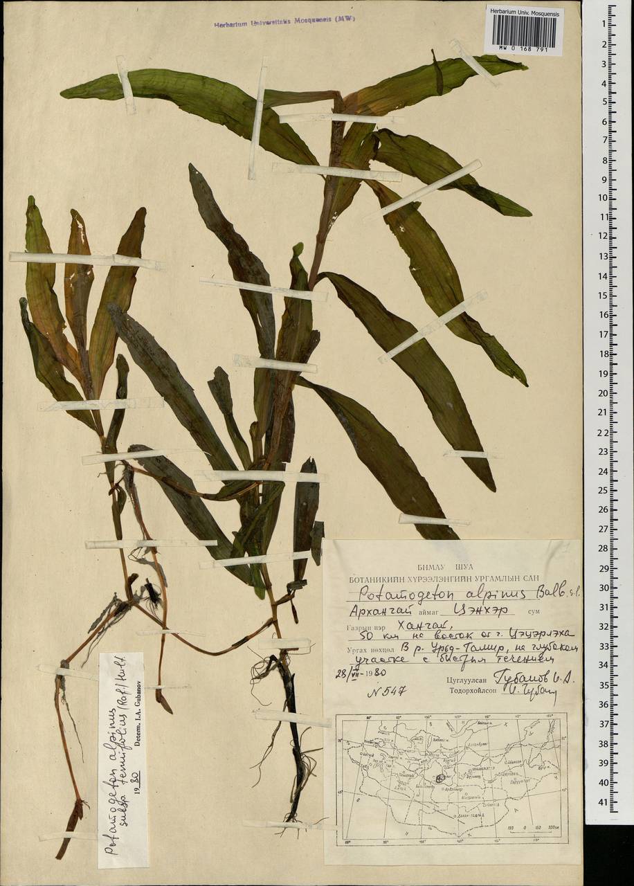 Potamogeton alpinus subsp. tenuifolius (Raf.) Hultén, Mongolia (MONG) (Mongolia)