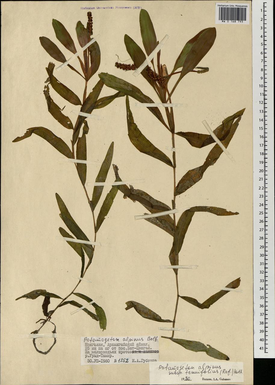 Potamogeton alpinus subsp. tenuifolius (Raf.) Hultén, Mongolia (MONG) (Mongolia)