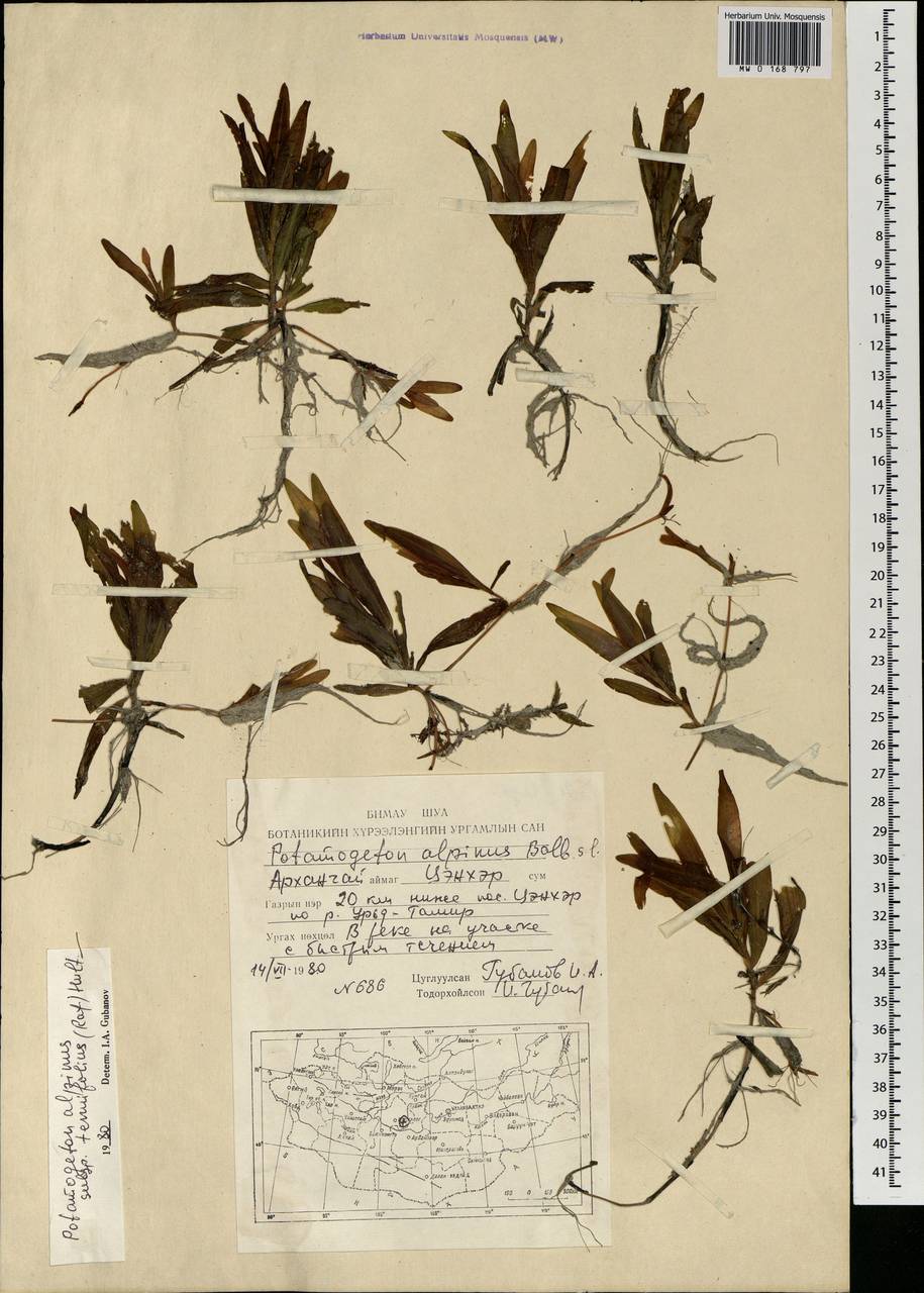 Potamogeton alpinus subsp. tenuifolius (Raf.) Hultén, Mongolia (MONG) (Mongolia)