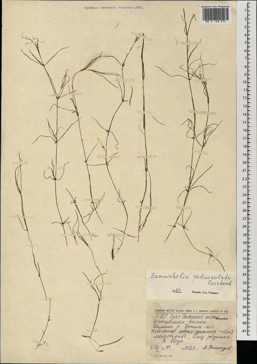 Zannichellia palustris subsp. pedicellata (Rosén & Wahlenb.) Hook.f., Mongolia (MONG) (Mongolia)
