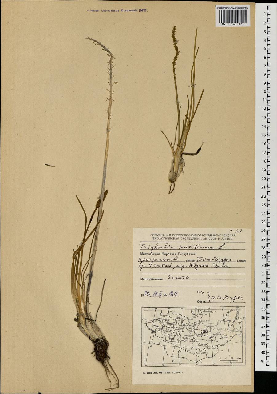 Triglochin maritima L., Mongolia (MONG) (Mongolia)
