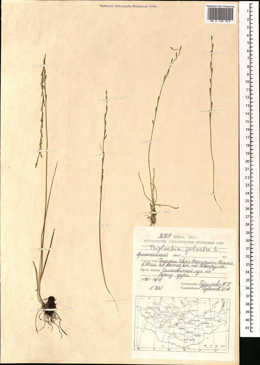 Triglochin palustris L., Mongolia (MONG) (Mongolia)