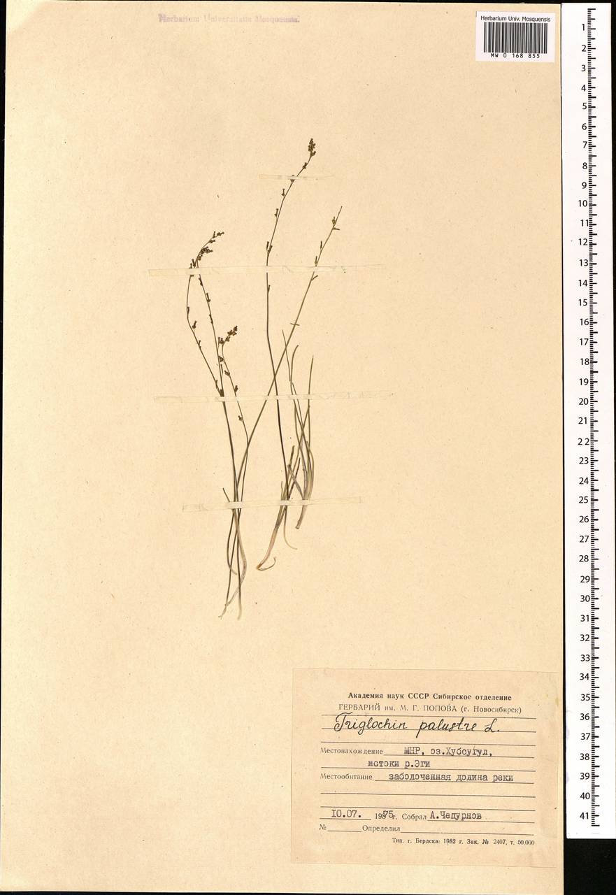 Triglochin palustris L., Mongolia (MONG) (Mongolia)