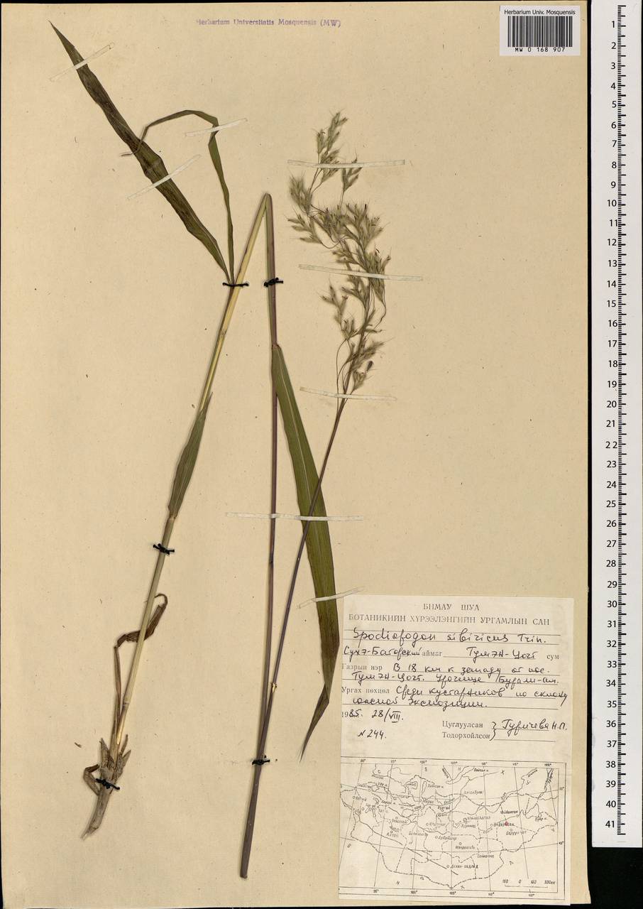 Spodiopogon sibiricus Trin., Mongolia (MONG) (Mongolia)