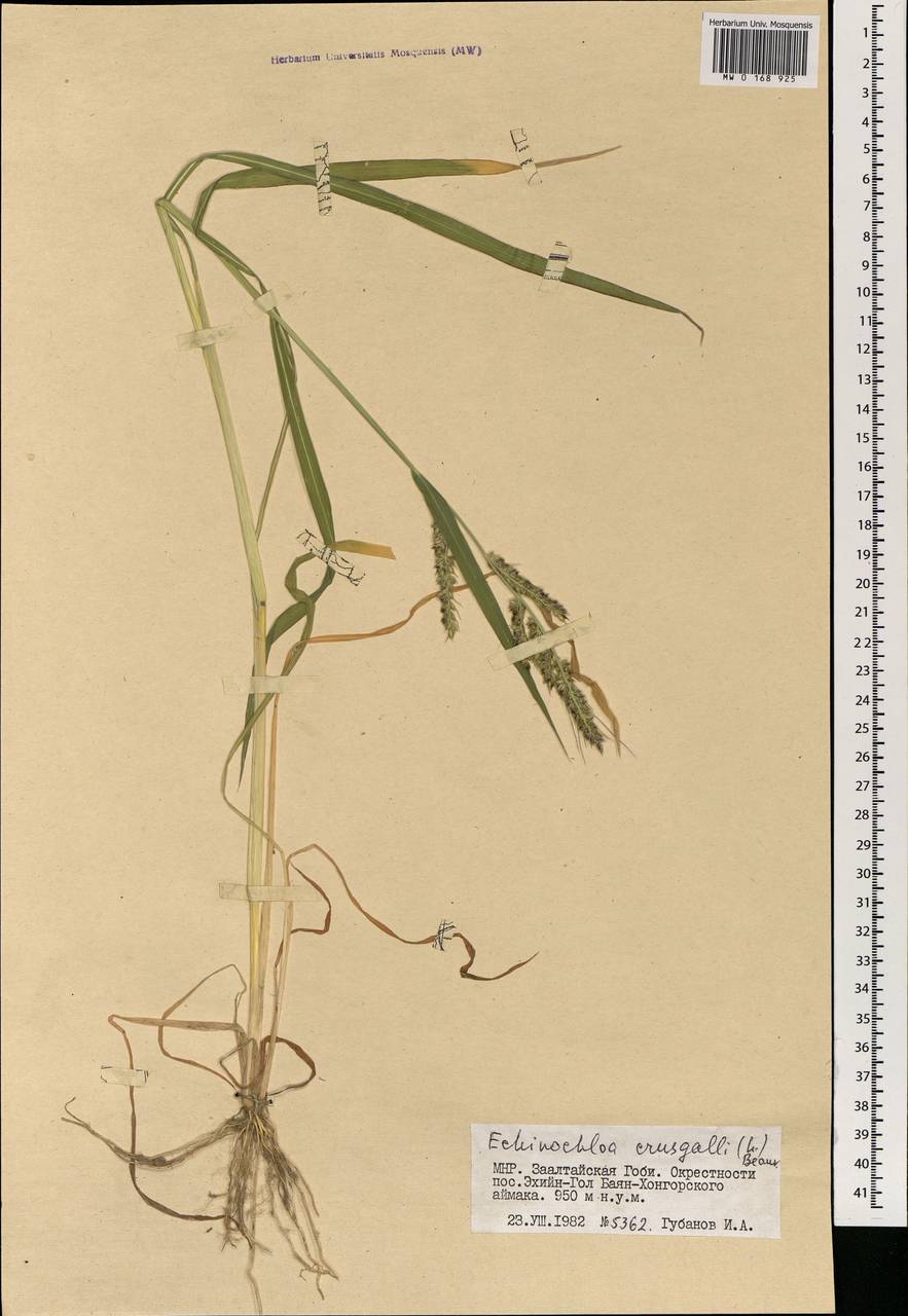 Echinochloa crus-galli (L.) P.Beauv., Mongolia (MONG) (Mongolia)