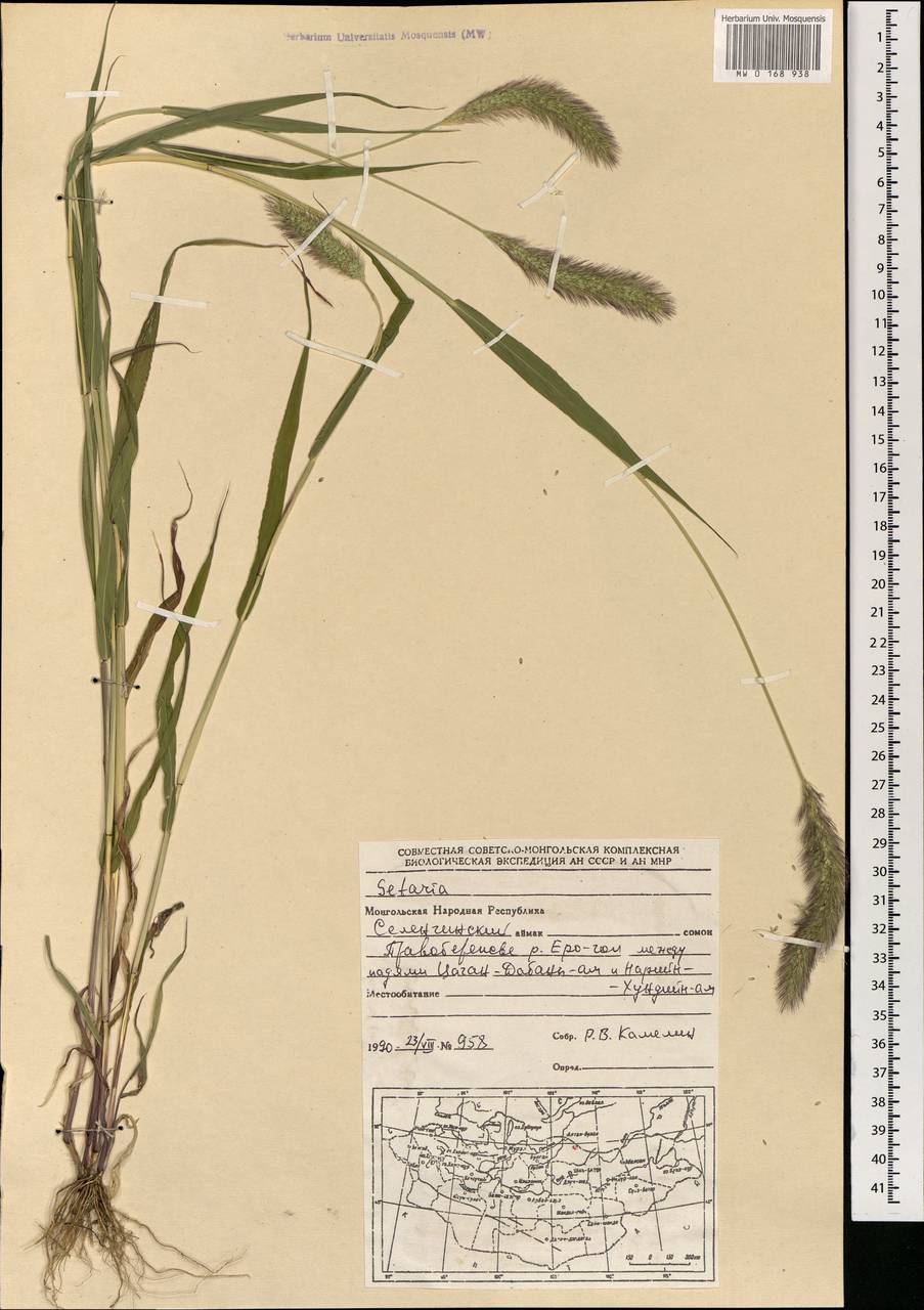 Setaria, Mongolia (MONG) (Mongolia)