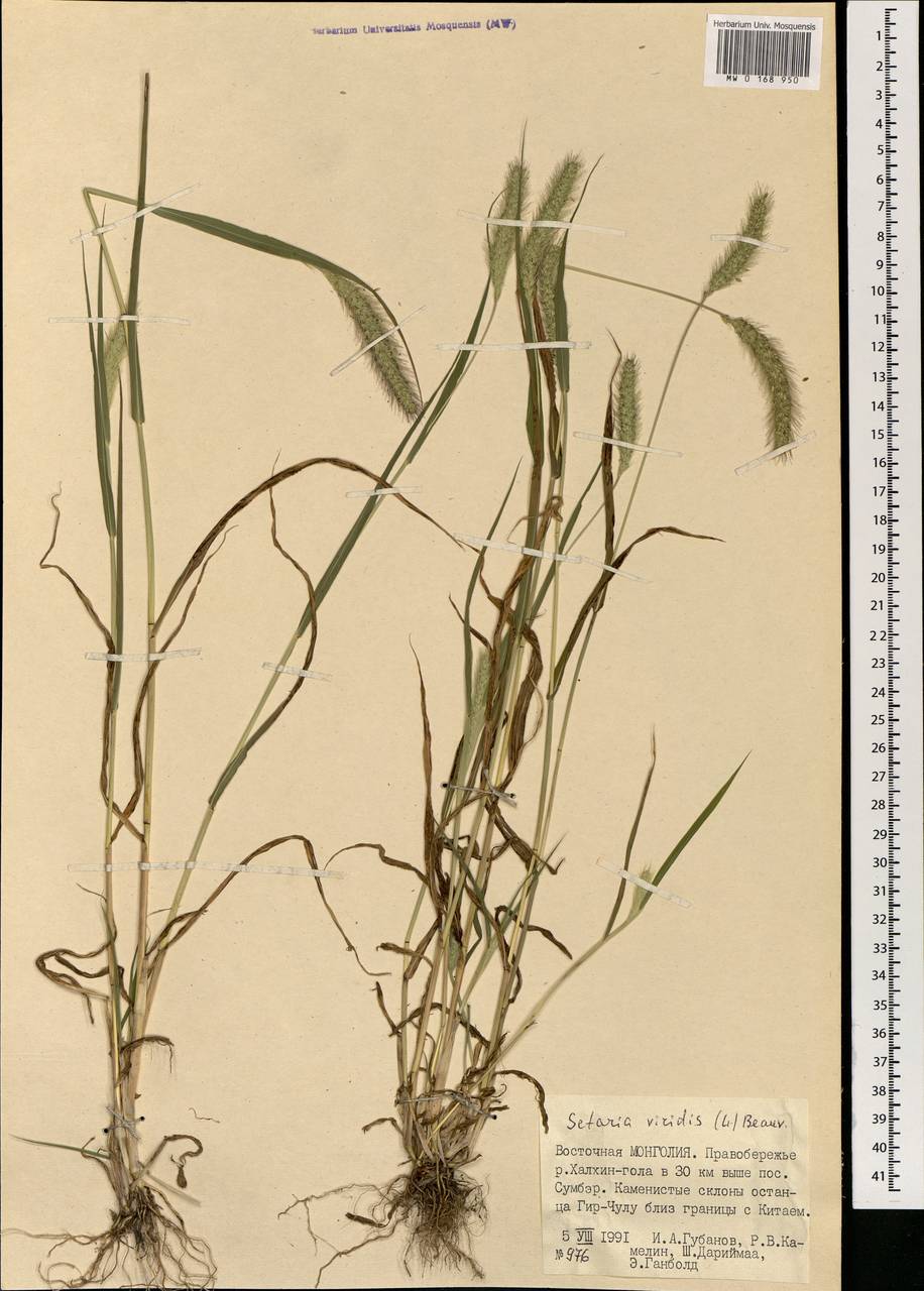 Setaria viridis (L.) P.Beauv., Mongolia (MONG) (Mongolia)