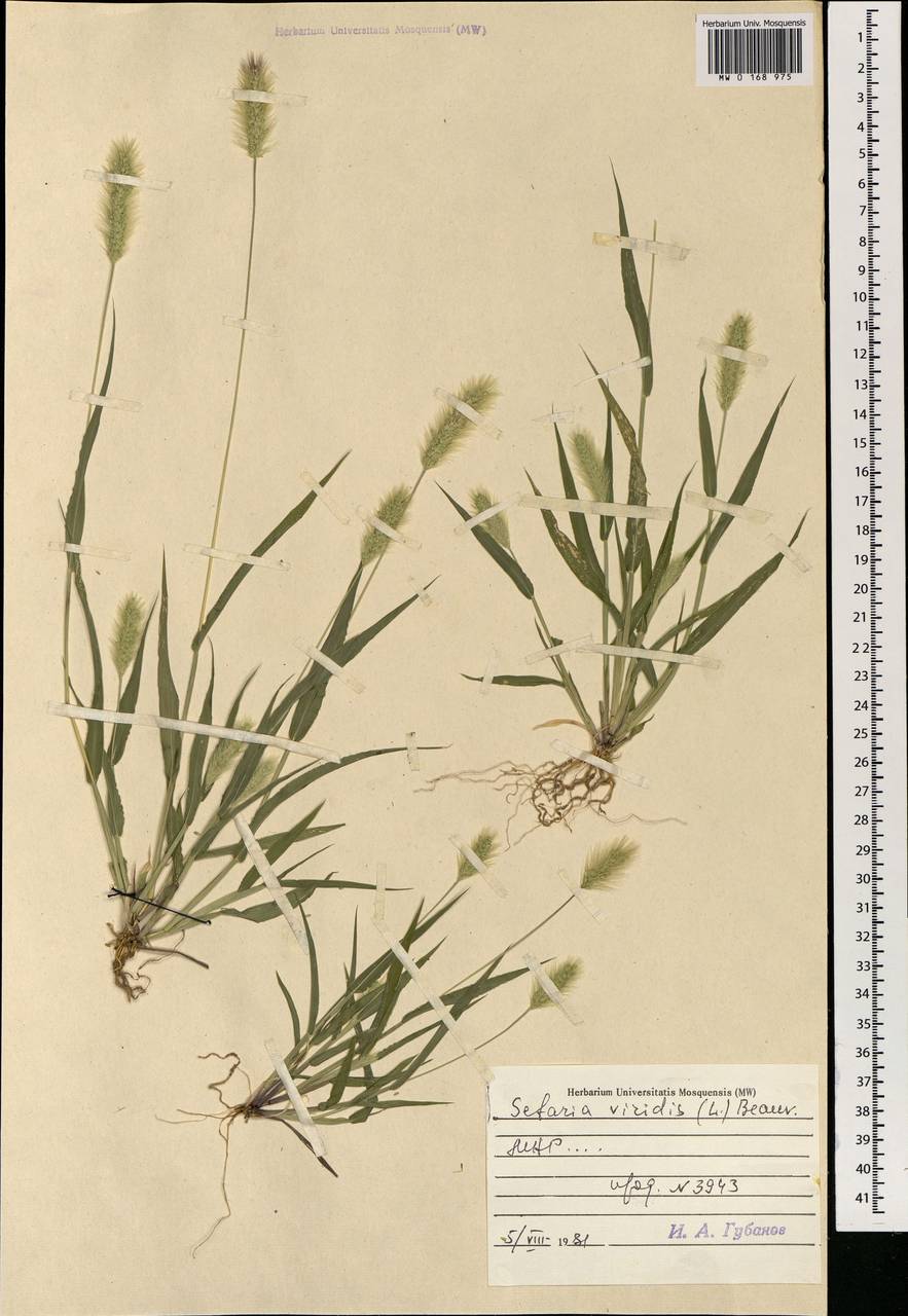 Setaria viridis (L.) P.Beauv., Mongolia (MONG) (Mongolia)