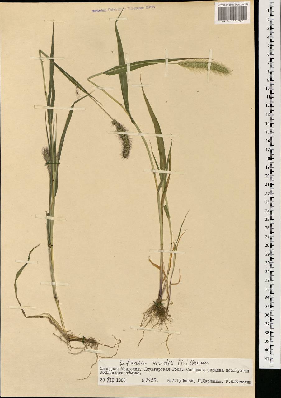 Setaria viridis (L.) P.Beauv., Mongolia (MONG) (Mongolia)
