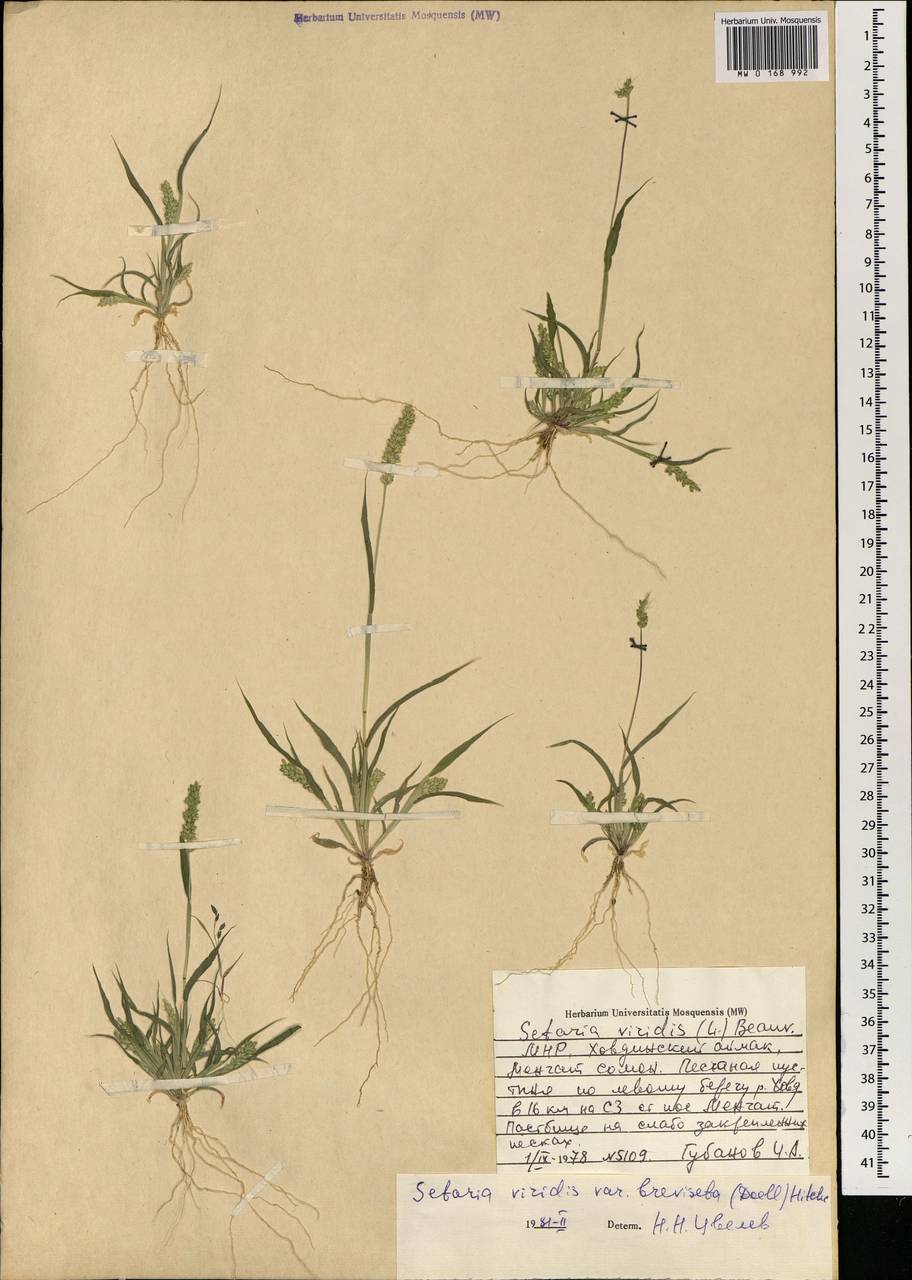 Setaria viridis (L.) P.Beauv., Mongolia (MONG) (Mongolia)