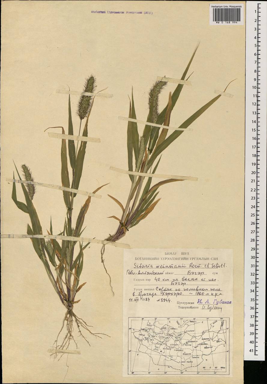 Setaria viridis (L.) P.Beauv., Mongolia (MONG) (Mongolia)