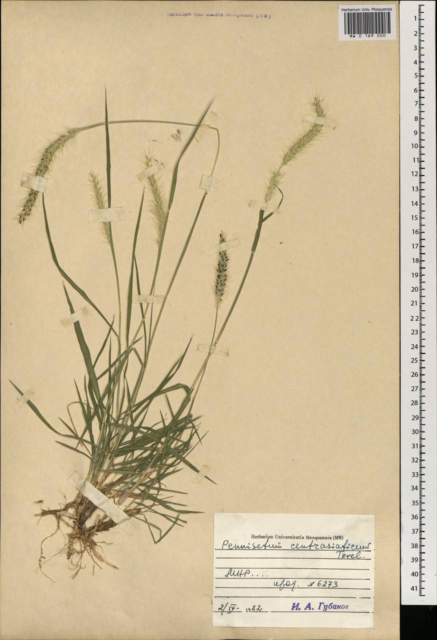 Pennisetum flaccidum Griseb., Mongolia (MONG) (Mongolia)