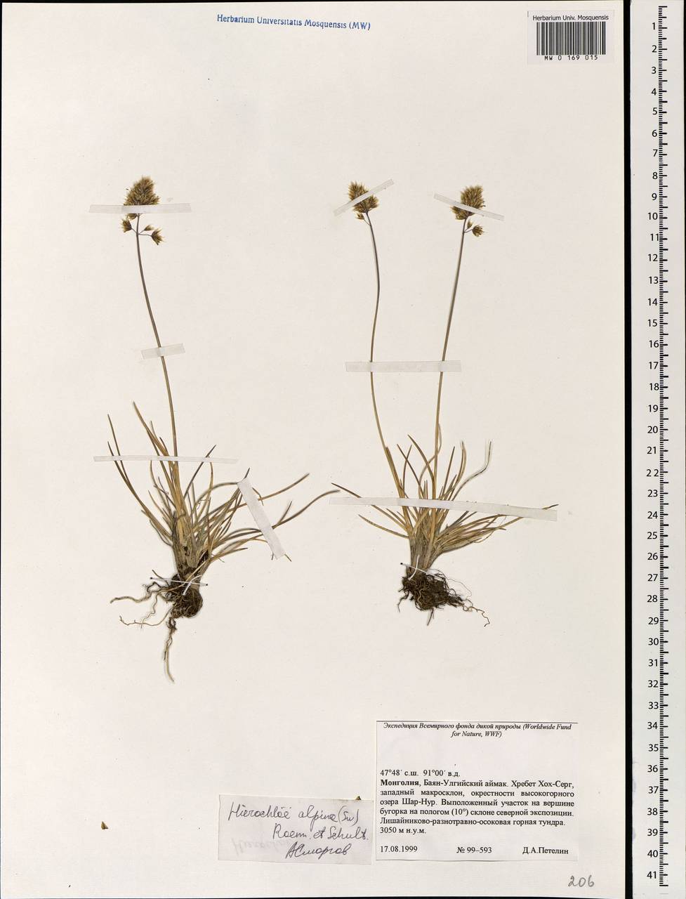 Anthoxanthum monticola (Bigelow) Veldkamp, Mongolia (MONG) (Mongolia)