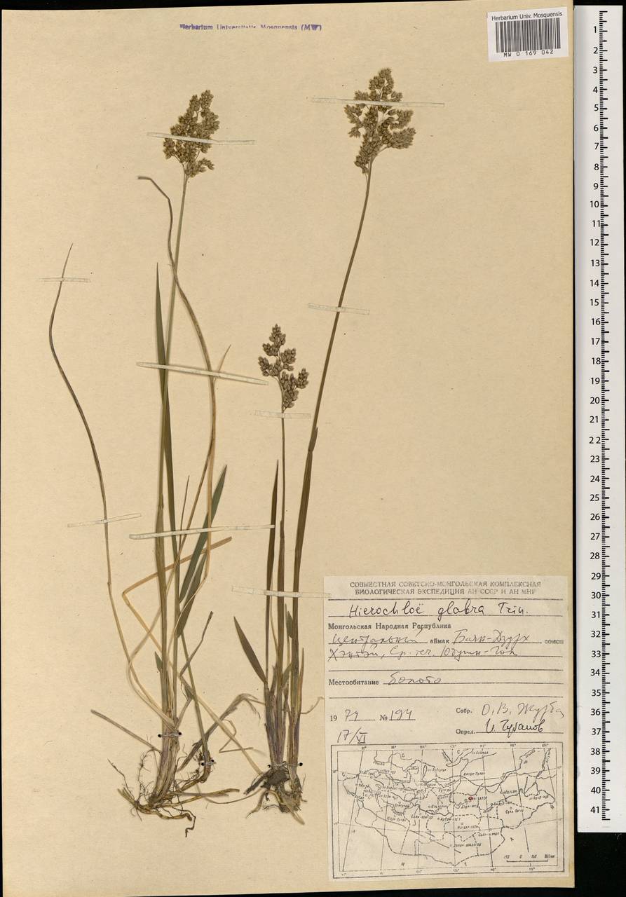 Anthoxanthum glabrum (Trin.) Veldkamp, Mongolia (MONG) (Mongolia)