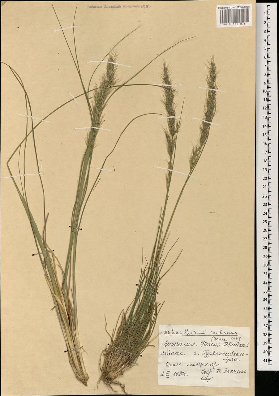Achnatherum inebrians (Hance) Keng, Mongolia (MONG) (Mongolia)