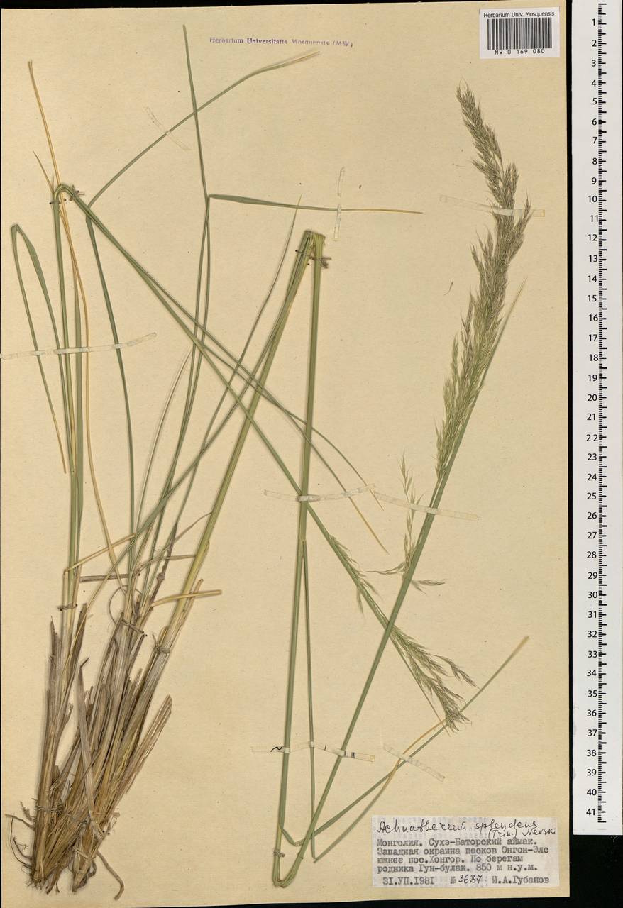 Neotrinia splendens (Trin.) M.Nobis, P.D.Gudkova & A.Nowak, Mongolia (MONG) (Mongolia)