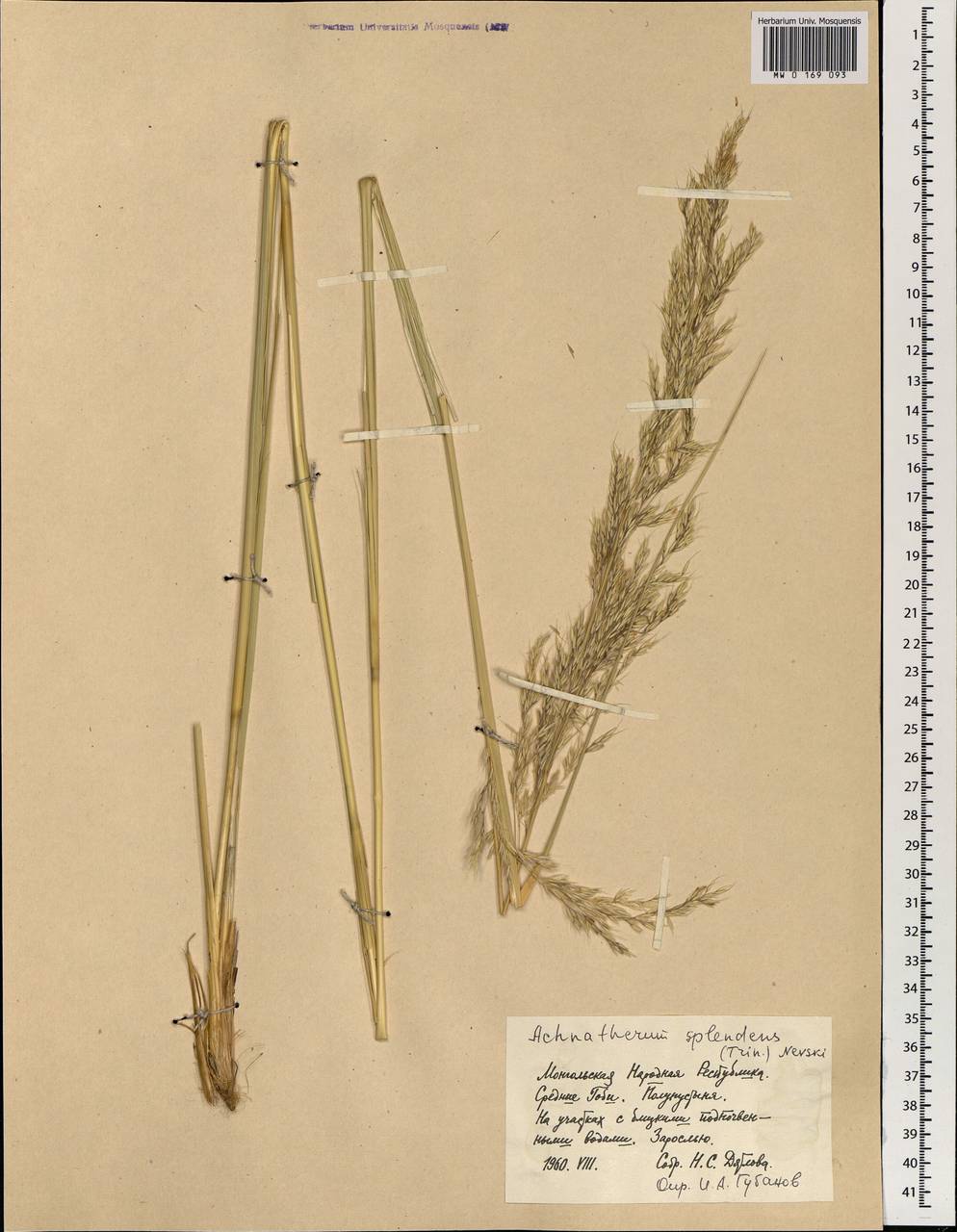 Neotrinia splendens (Trin.) M.Nobis, P.D.Gudkova & A.Nowak, Mongolia (MONG) (Mongolia)