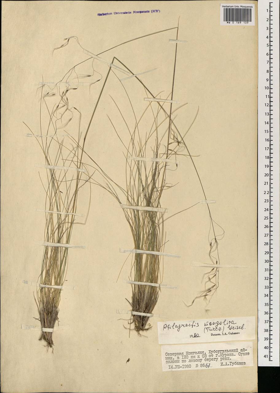 Ptilagrostis mongholica (Turcz. ex Trin.) Griseb., Mongolia (MONG) (Mongolia)