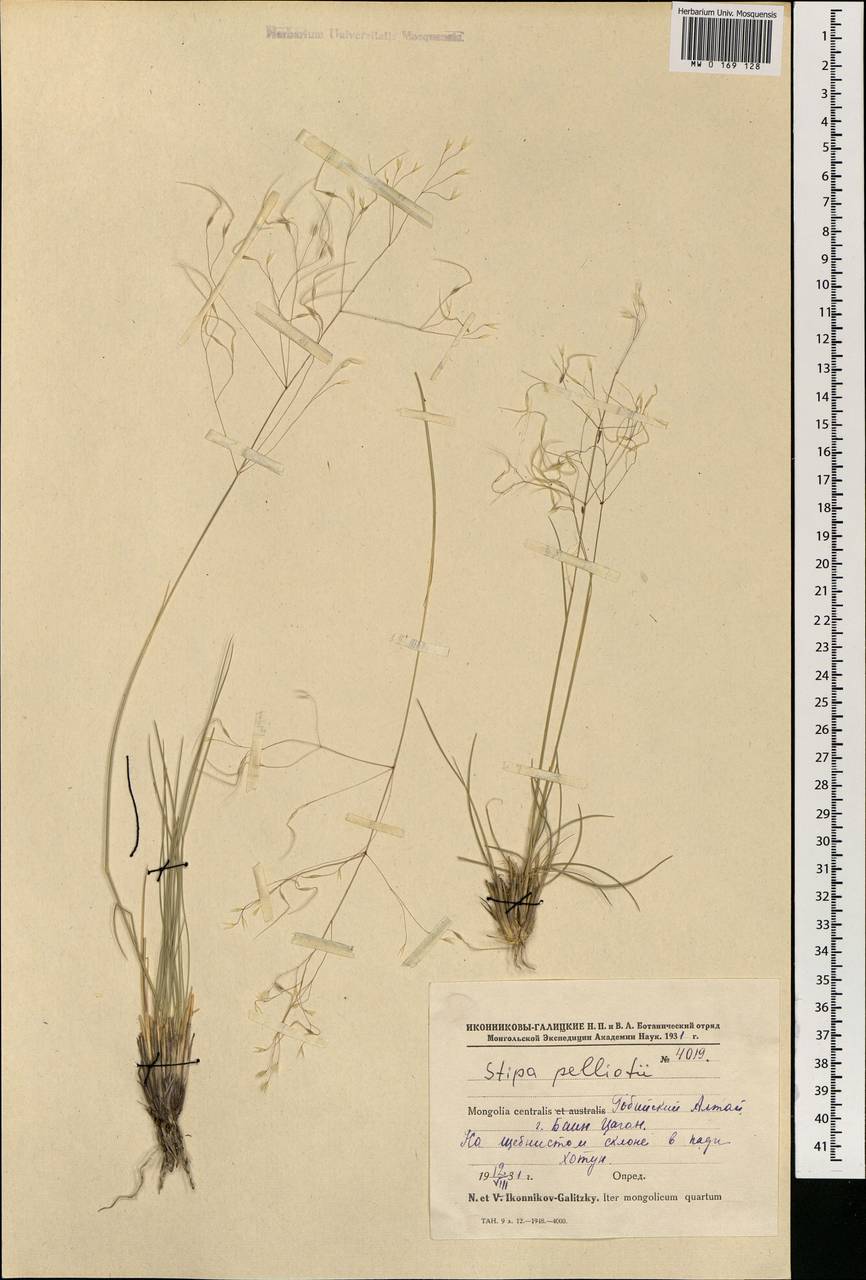 Ptilagrostis pelliotii (Danguy) Grubov, Mongolia (MONG) (Mongolia)