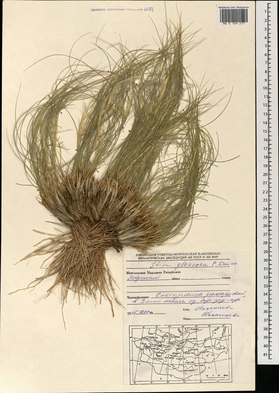 Stipa glareosa P.A.Smirn., Mongolia (MONG) (Mongolia)