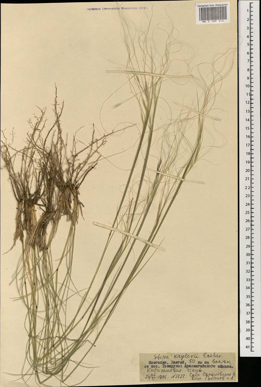Stipa krylovii Roshev., Mongolia (MONG) (Mongolia)
