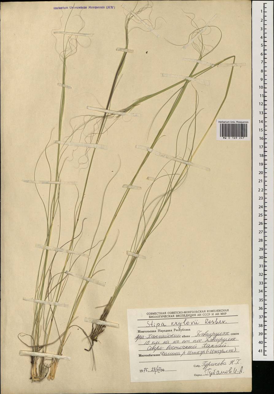 Stipa krylovii Roshev., Mongolia (MONG) (Mongolia)