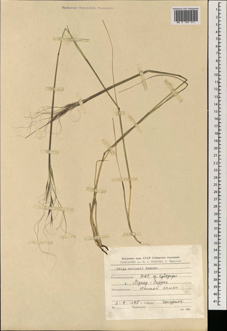 Stipa krylovii Roshev., Mongolia (MONG) (Mongolia)