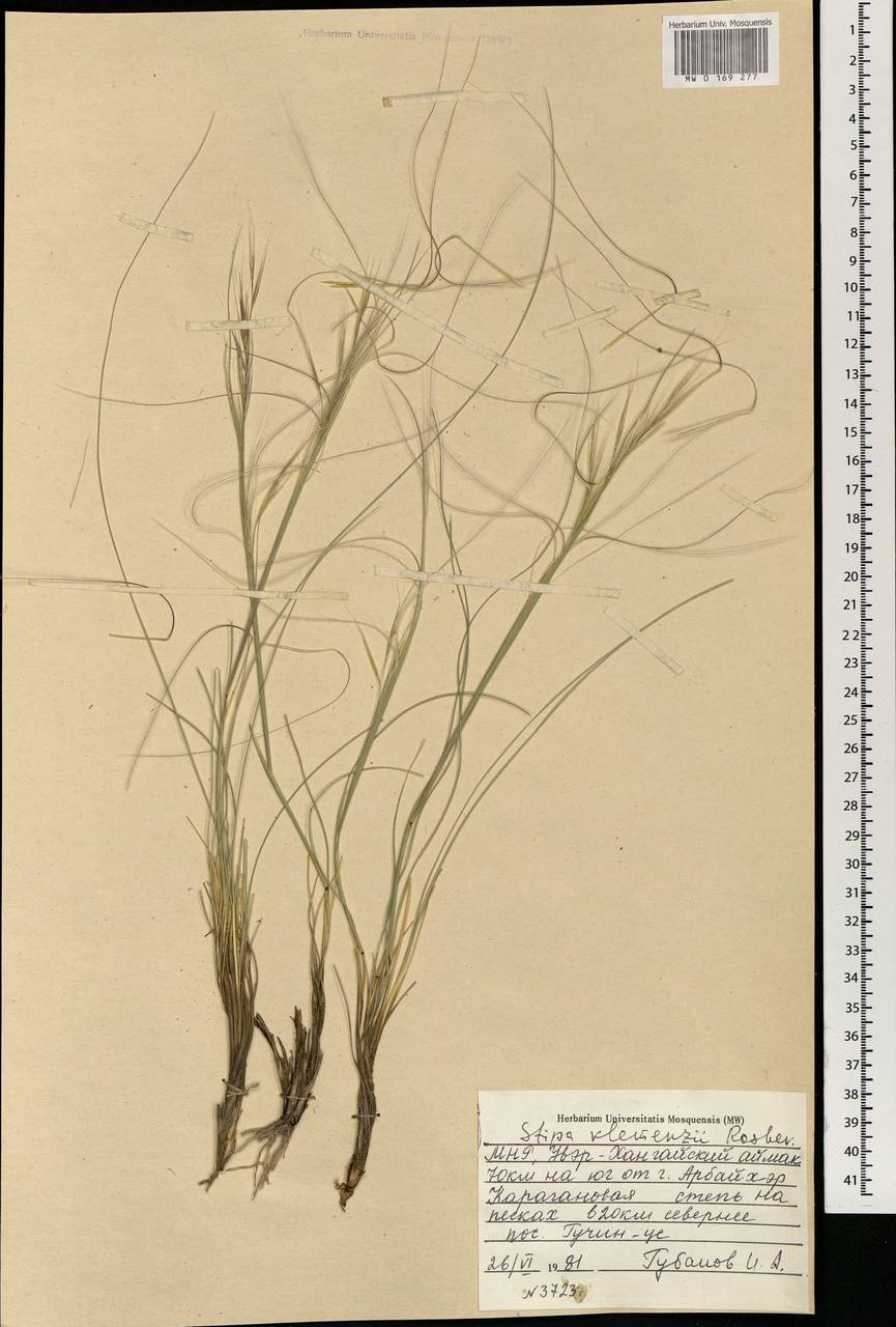 Stipa tianschanica Roshev., Mongolia (MONG) (Mongolia)