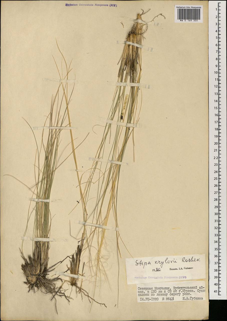 Stipa krylovii Roshev., Mongolia (MONG) (Mongolia)