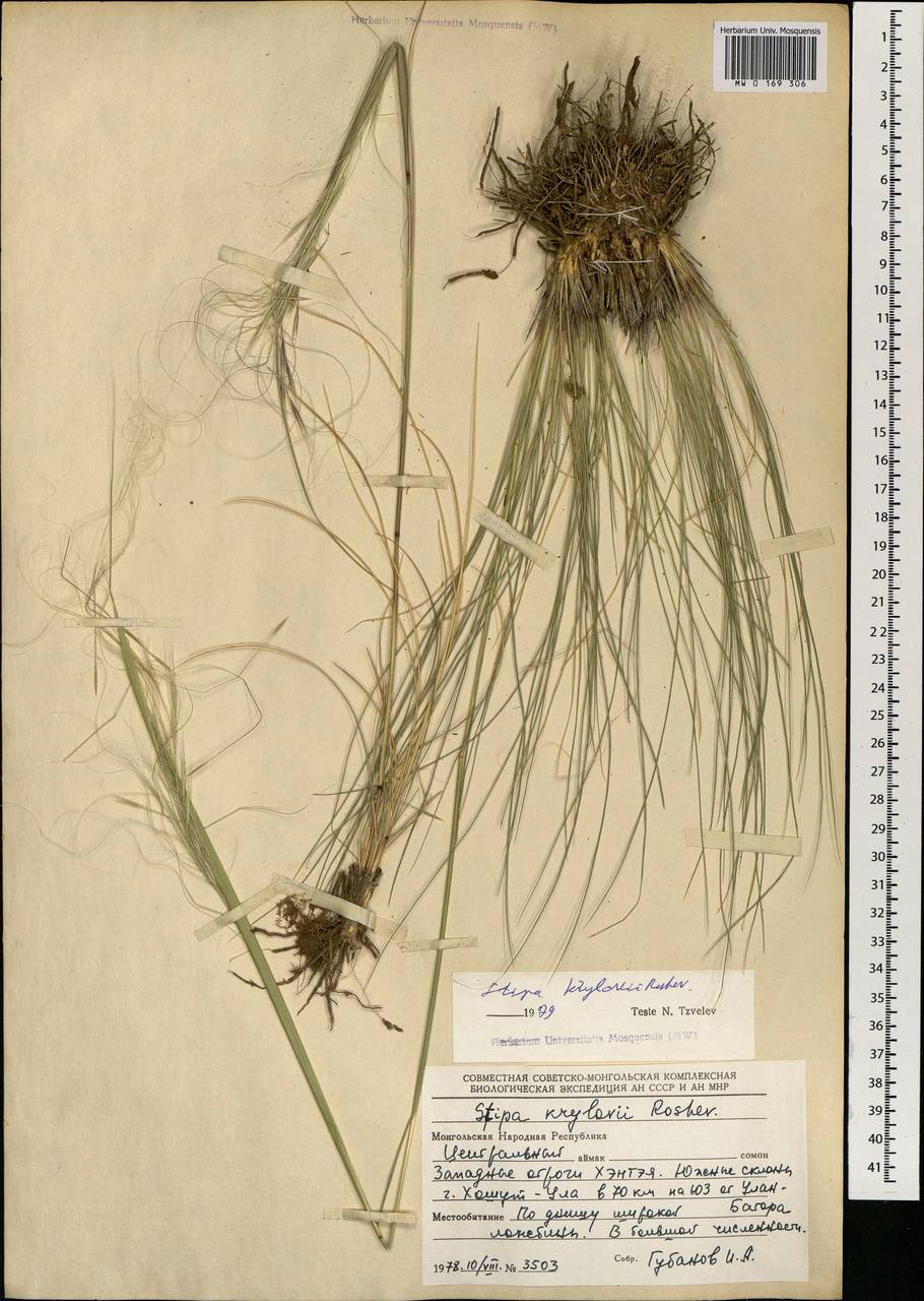 Stipa krylovii Roshev., Mongolia (MONG) (Mongolia)