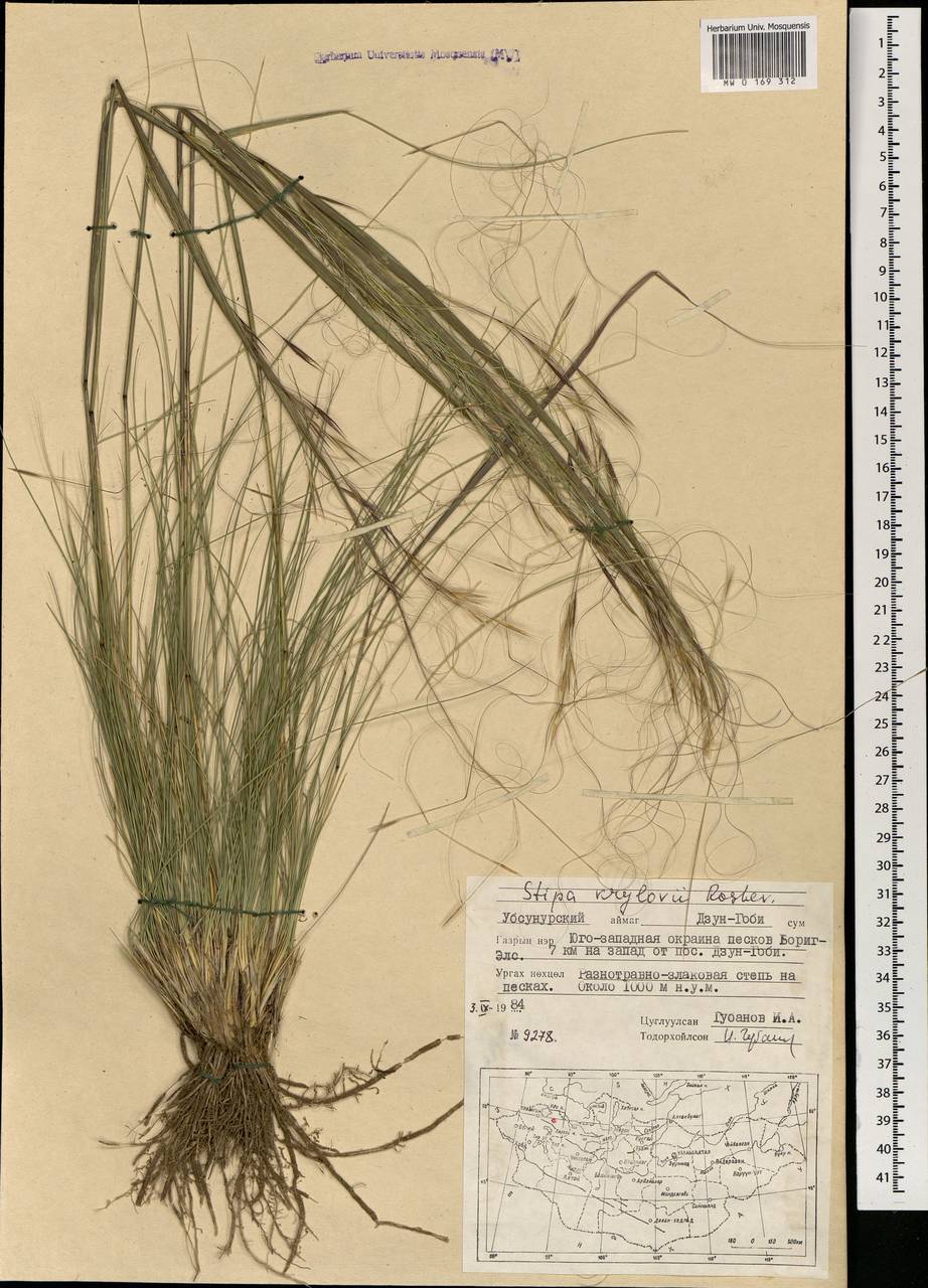 Stipa krylovii Roshev., Mongolia (MONG) (Mongolia)