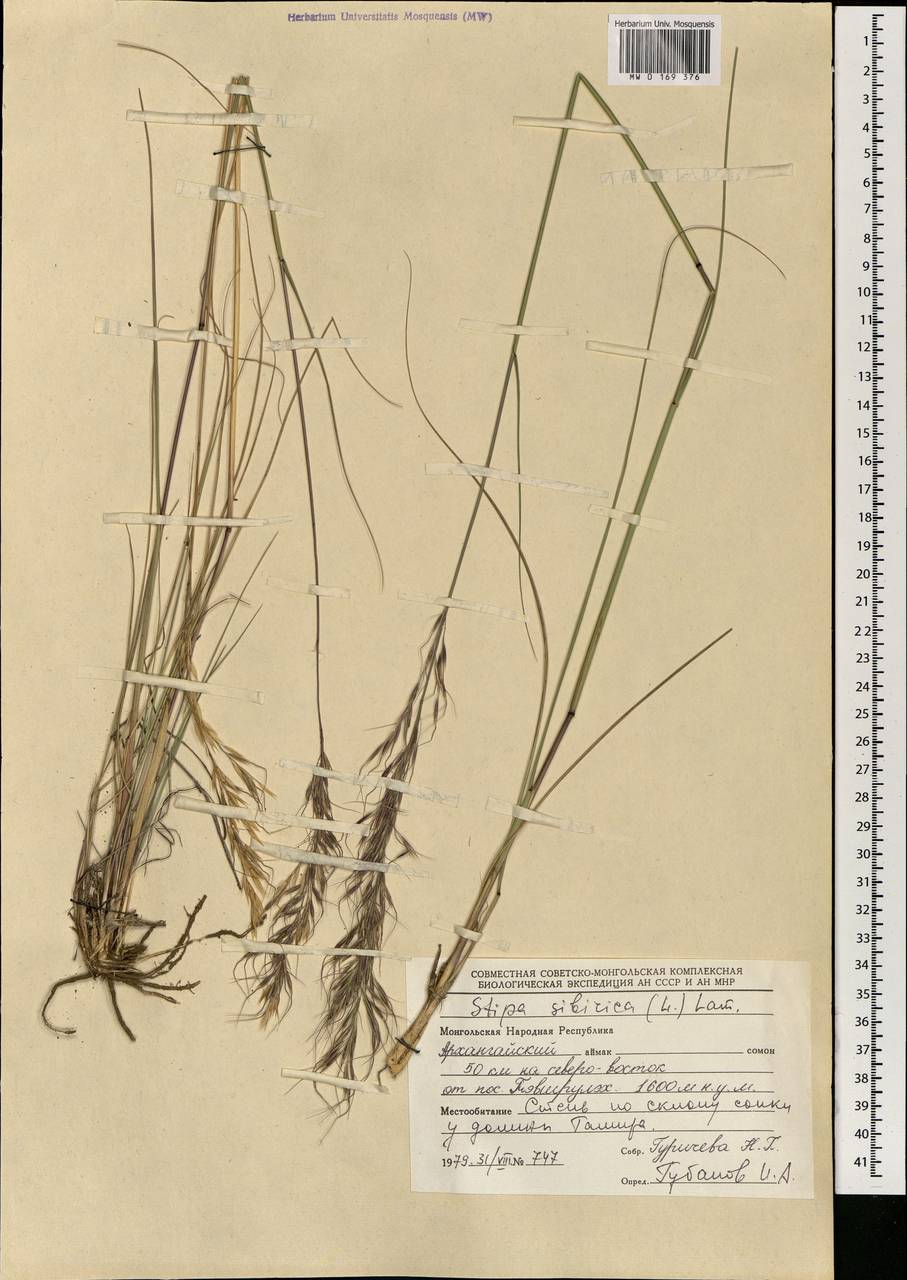 Achnatherum sibiricum (L.) Keng ex Tzvelev, Mongolia (MONG) (Mongolia)