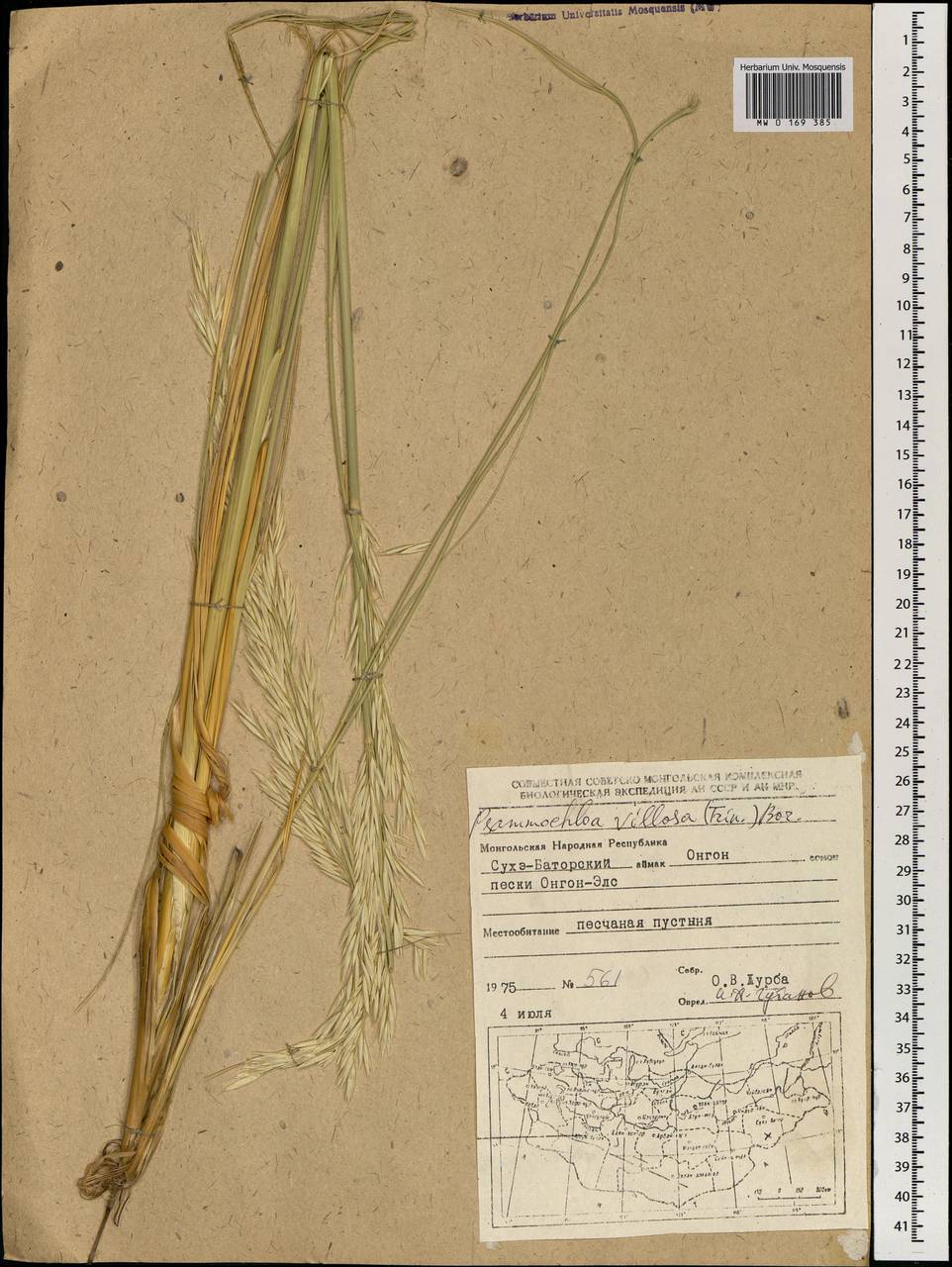 Psammochloa villosa (Trin.) Bor, Mongolia (MONG) (Mongolia)
