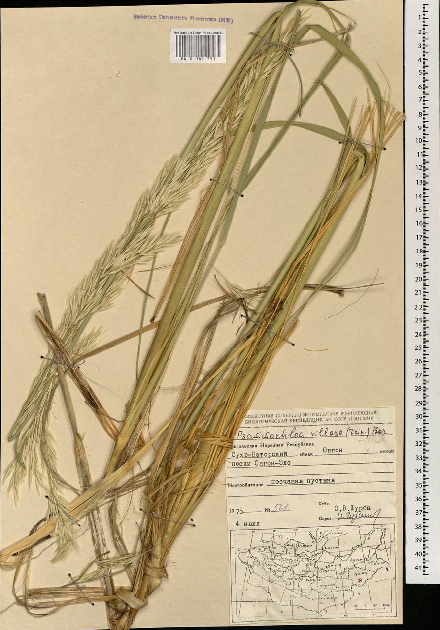Psammochloa villosa (Trin.) Bor, Mongolia (MONG) (Mongolia)