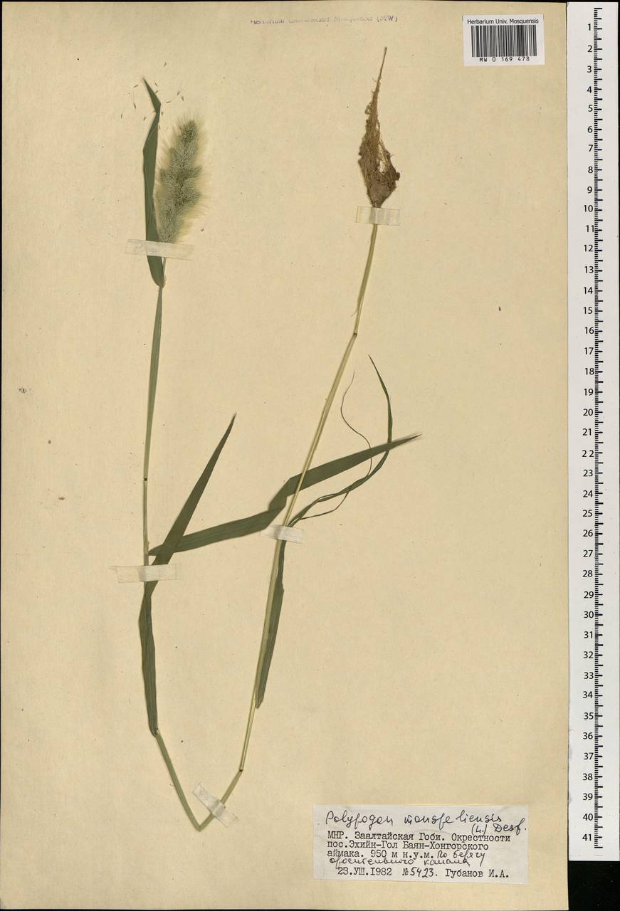 Polypogon monspeliensis (L.) Desf., Mongolia (MONG) (Mongolia)