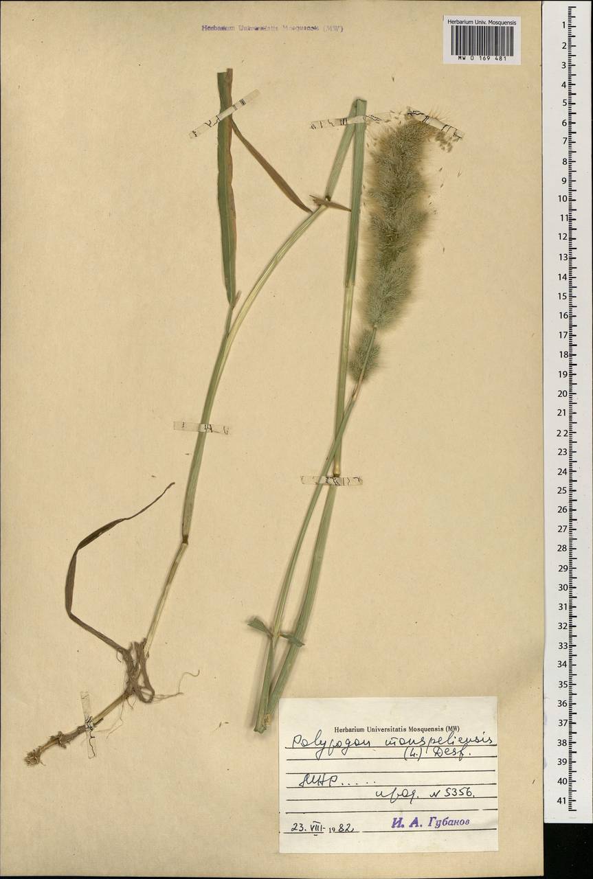 Polypogon monspeliensis (L.) Desf., Mongolia (MONG) (Mongolia)