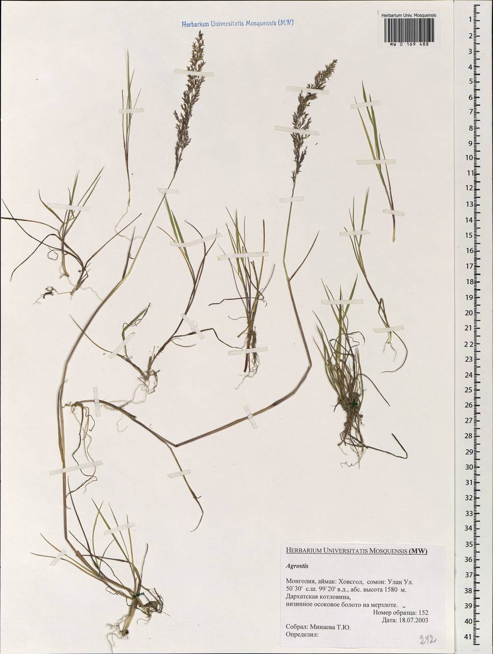 Agrostis, Mongolia (MONG) (Mongolia)
