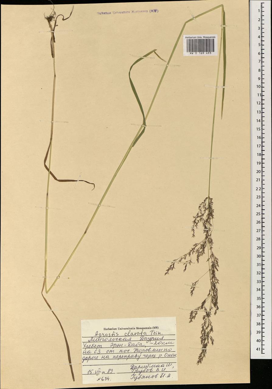 Agrostis clavata Trin., Mongolia (MONG) (Mongolia)